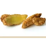 Lesser Galangal (சித்தரத்தை )