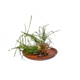 Nut Grass (கொரை கிலங்கு)