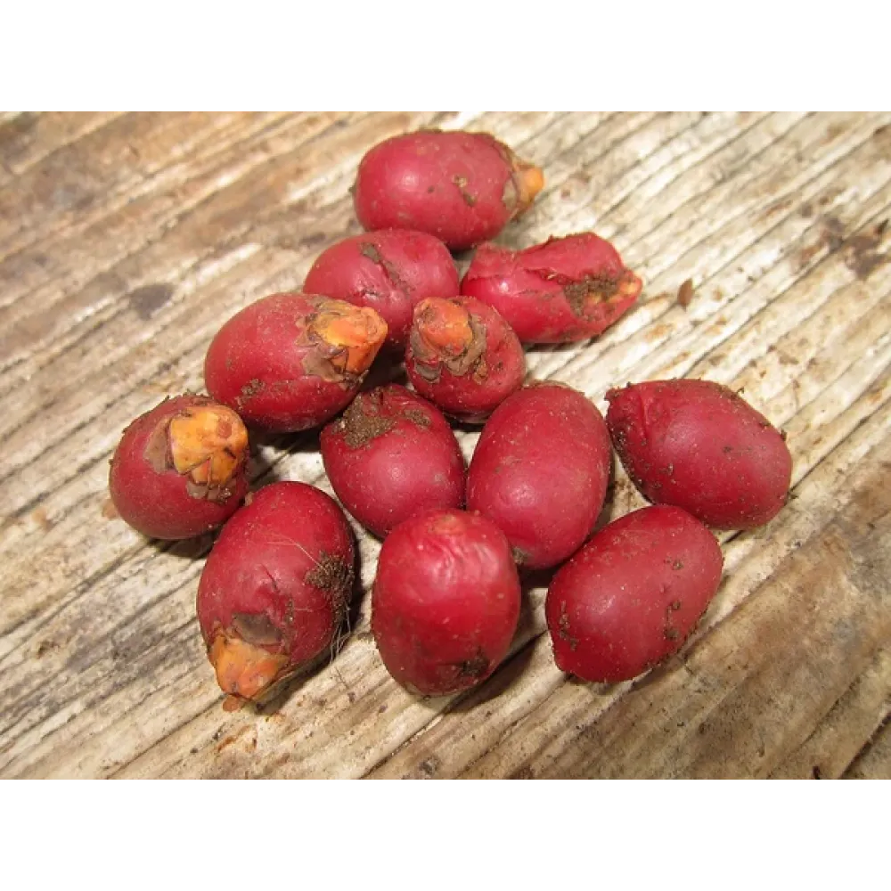 Pacha Pakku (பச்சா பாக்கு )