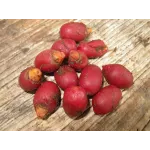 Pacha Pakku (பச்சா பாக்கு )