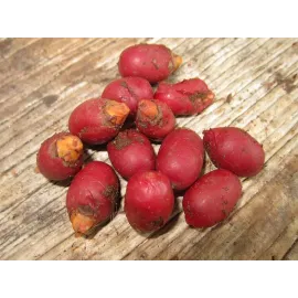 Pacha Pakku (பச்சா பாக்கு )