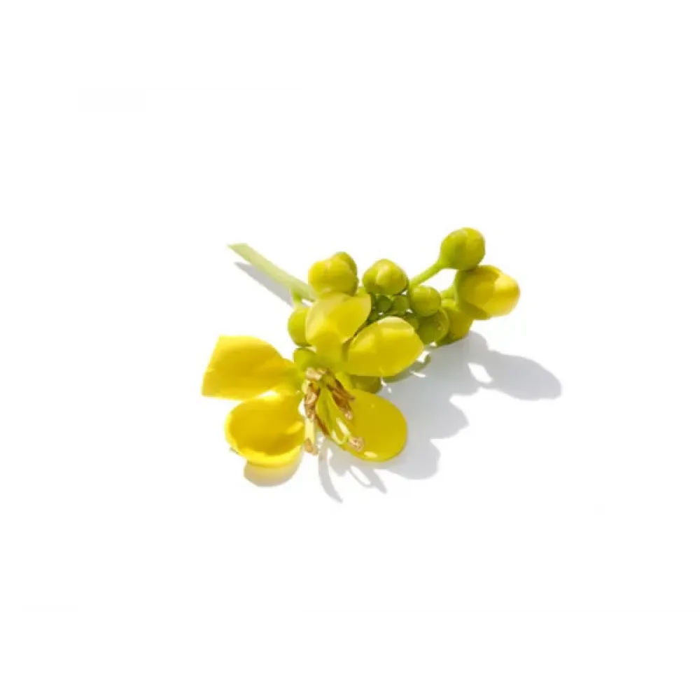 Senna Flower (அவரம் பூ)