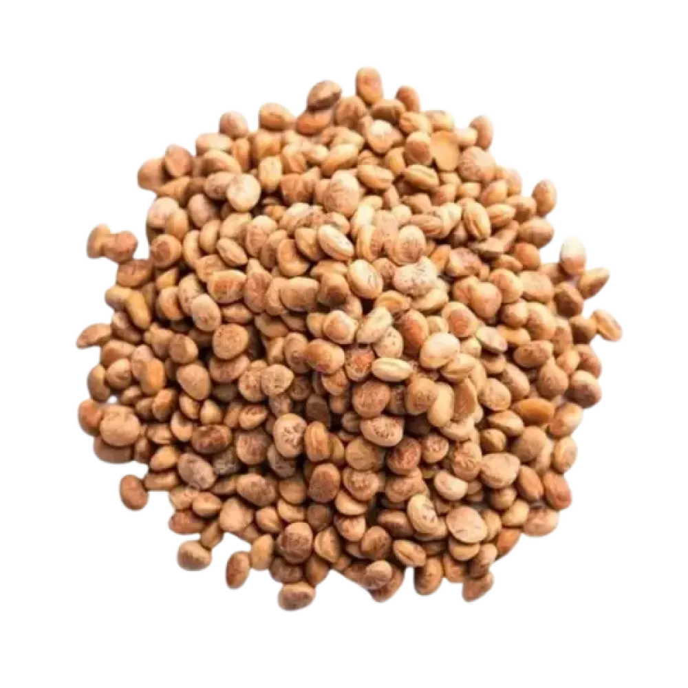 Indian Gentian (சரபரப்பு)